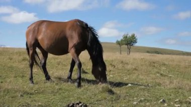 Kahverengi bir at, küçük tay sürüleriyle çevrili bir çayırda otluyor. Çiftlik. At yetiştiriciliği.