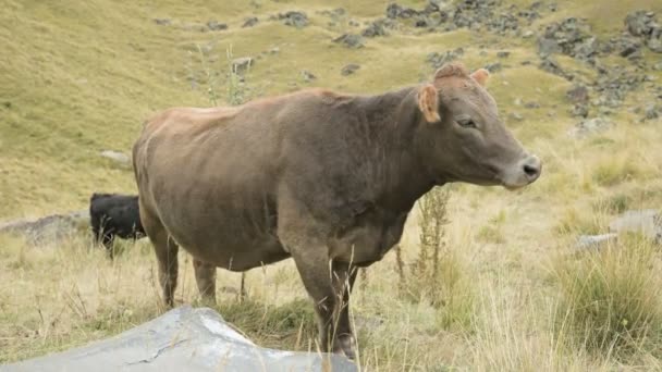 Mucca marrone chiaro su un pascolo autunnale in montagna . — Video Stock