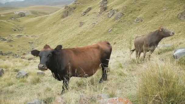 Σκούρα καφέ αγελάδα σε ένα φθινοπωρινό βοσκότοπο στα βουνά. — Αρχείο Βίντεο