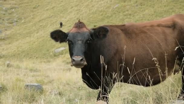Σκούρα καφέ αγελάδα σε ένα φθινοπωρινό βοσκότοπο στα βουνά. — Αρχείο Βίντεο