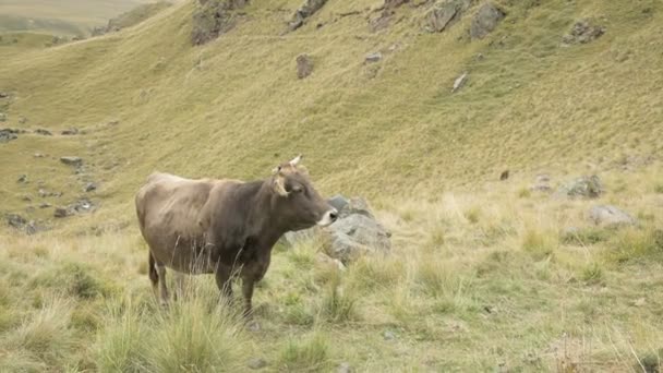 Світло-коричнева корова на осінньому пасовищі в горах . — стокове відео