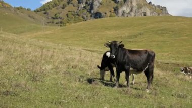 Yeşil sonbahar otlağında iki benekli siyah inek. Dağ ve çiftlik hayvanları konsepti