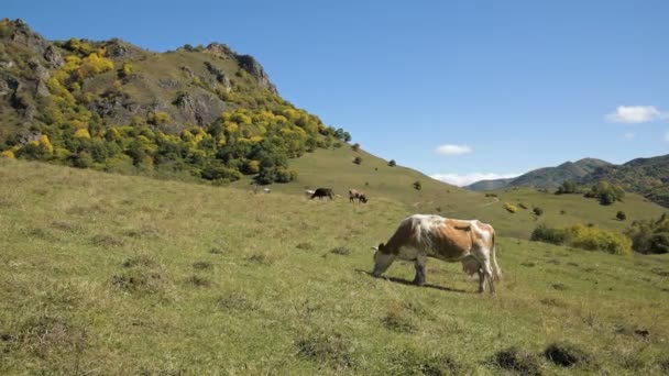 Vaca manchada em um pasto de outono verde. Conceito de agricultura de montanha e gado — Vídeo de Stock