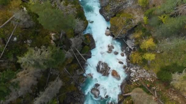 Vista aérea de un río de montaña tormentoso y limpio en el bosque de coníferas de otoño de la reserva caucásica. Concepto de áreas de conservación vista superior . — Vídeos de Stock