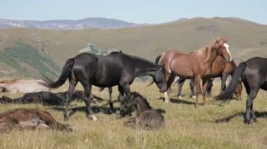 Bir grup at dağlık bir çayırda otluyor. Güneşli bir günde yetişkin at ve tay sürüsü