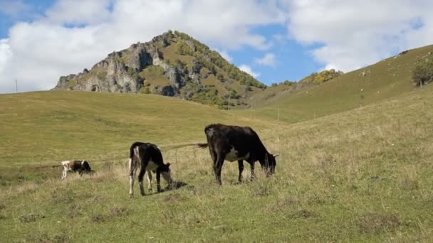 Deux vaches foncées tachetées dans un pâturage vert d'automne. Concept d'élevage et de montagne 