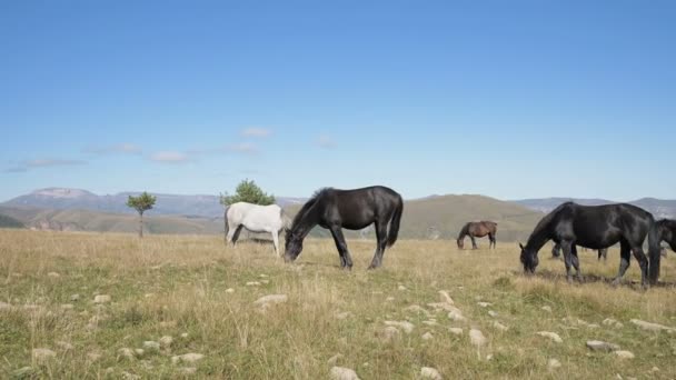 A group of horses graze in an alpine pasture. Herd of adult horses and foals on a sunny day — Stock Video