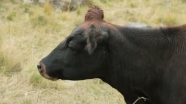 Dağlarda sonbahar otlağında koyu kahverengi bir ineğin yüzüne yakın çekim.