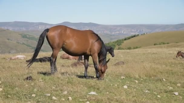 Ένα καφέ άλογο βόσκει σε ένα αλπικό λιβάδι που περιβάλλεται από το κοπάδι του με μικρά πουλάρια. Στη φάρμα. Εκτροφή αλόγων — Αρχείο Βίντεο