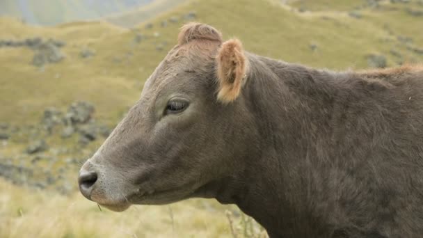 Primer plano de la cara de una vaca de color marrón claro en un pasto de otoño en las montañas . — Vídeos de Stock