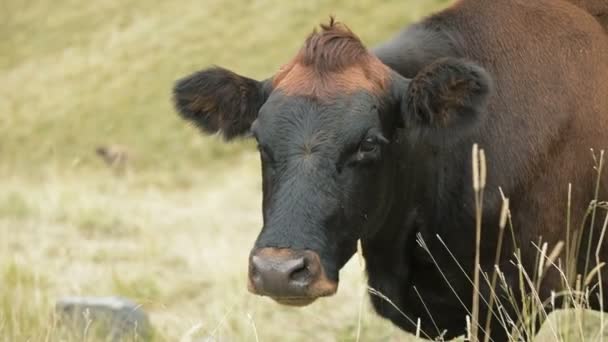 Zbliżenie twarzy ciemnobrązowej krowy na jesiennym pastwisku w górach. — Wideo stockowe