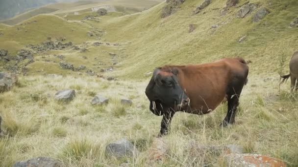 Ciemnobrązowa krowa na jesiennym pastwisku w górach. — Wideo stockowe