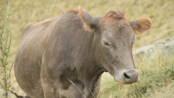 Primer plano de la cara de una vaca de color marrón claro en un pasto de otoño en las montañas . — Vídeos de Stock