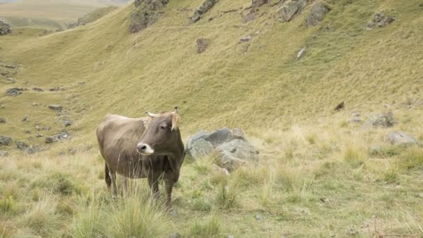 Vache brun clair dans un pâturage d'automne en montagne .
