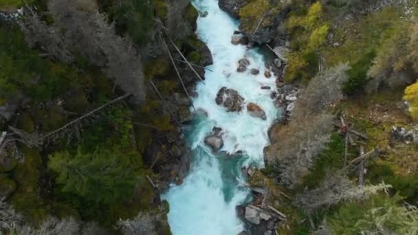 Aerial view of a clean stormy mountain river in the coniferous autumn forest of the Caucasian reserve. Concept of conservation areas top view. — Stock Video