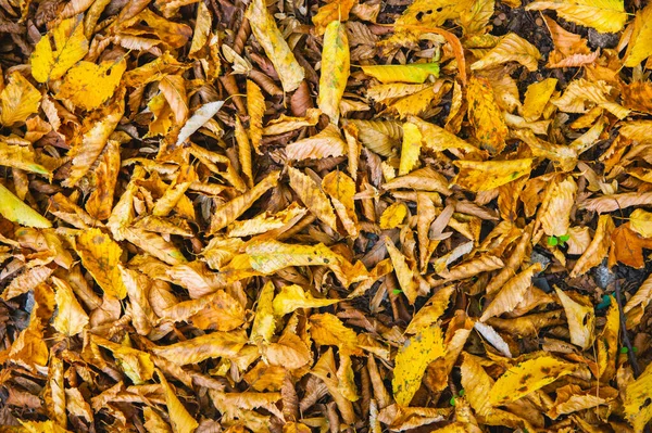 Der abstrakte Hintergrund gelber Herbsteichenblätter liegt zusammengerollt auf dem Boden. Weicher Fokus echter Wald. Lebensraum Laub — Stockfoto