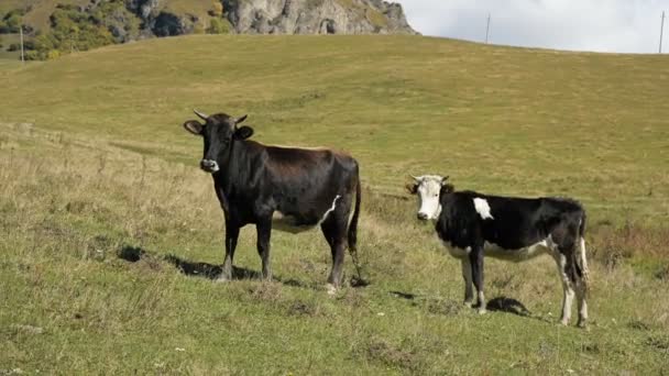 Deux vaches foncées tachetées dans un pâturage vert d'automne. Concept d'élevage et de montagne 