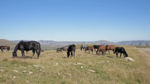 Un groupe de chevaux paissent dans un pâturage alpin. Troupeau de chevaux et de poulains adultes par une journée ensoleillée 