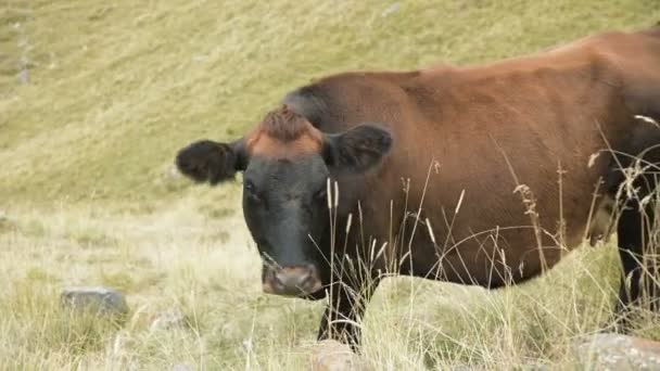 Vache brun foncé dans un pâturage d'automne en montagne . — Video