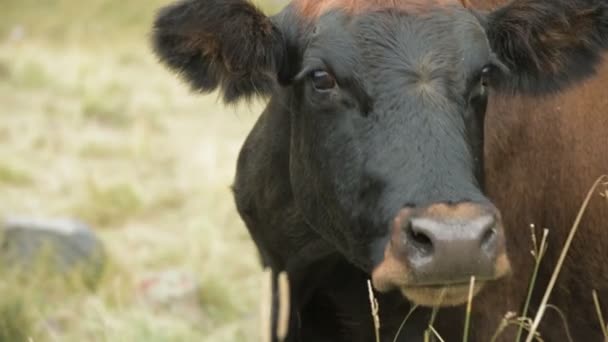 Close-up do rosto de uma vaca marrom escura em um pasto de outono nas montanhas . — Vídeo de Stock