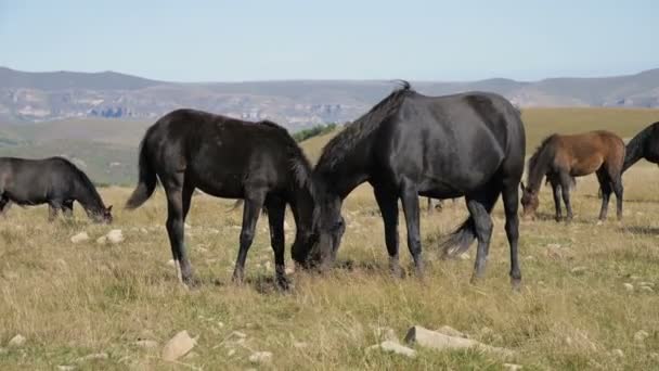 A group of horses graze in an alpine pasture. Herd of adult horses and foals on a sunny day — Stock Video