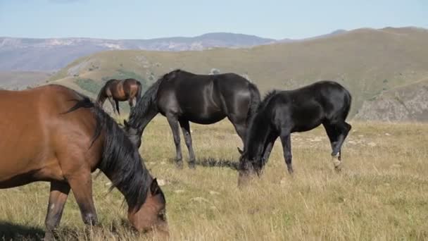 Um grupo de cavalos pastam em um pasto alpino. Rebanho de cavalos adultos e potros em um dia ensolarado — Vídeo de Stock