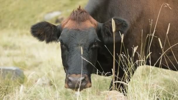 Close-up of the face of a dark brown cow on an autumn pasture in the mountains. — Stock Video