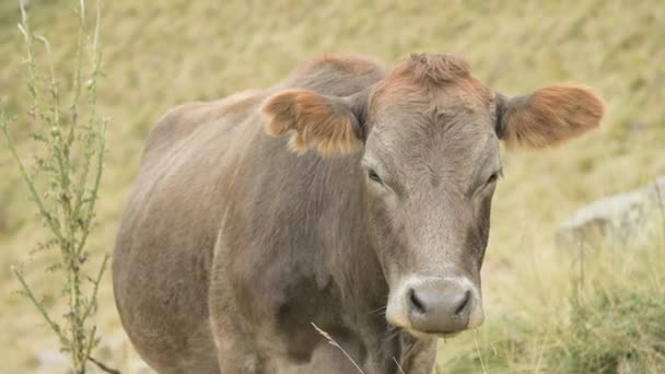 山の秋の牧草地にある淡褐色の牛の顔のクローズアップ. — ストック動画