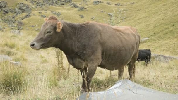 Світло-коричнева корова на осінньому пасовищі в горах . — стокове відео