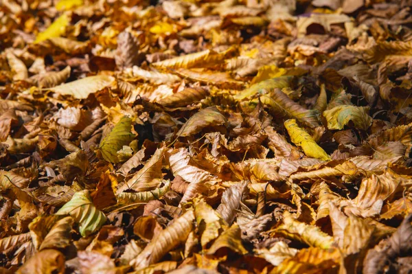 Abstract background of yellow autumn oak leaves lie curled up on the ground. Soft focus real forest. Habitat foliage — Stock Photo, Image