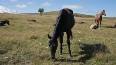 Siyah evcil bir at güneşli bir sonbahar gününde bir dağ çayırında otlar. Çiftlik Biniciliği Konsepti