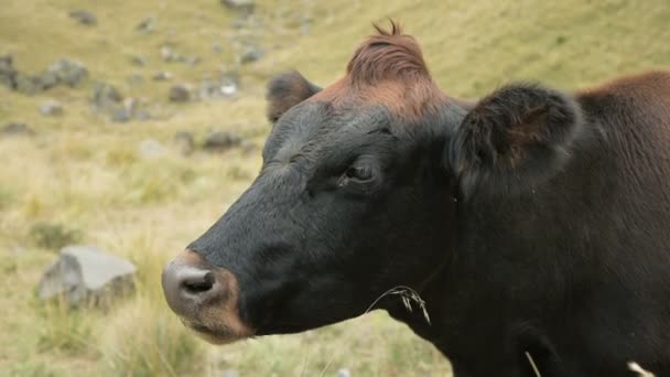 Nahaufnahme des Gesichts einer dunkelbraunen Kuh auf einer Herbstweide in den Bergen. — Stockvideo