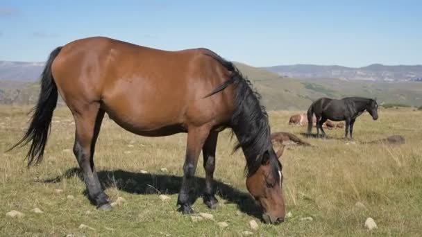 Egy barna ló legel egy alpesi réten, kis csikókkal körülvéve. A farmon. Lótenyésztés — Stock videók