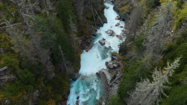 Aerial view of a clean stormy mountain river in the coniferous autumn forest of the Caucasian reserve. Concept of conservation areas top view. — Stock Video