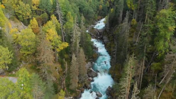 Veduta aerea di un fiume pulito di montagna tempestoso nella foresta autunnale di conifere della riserva caucasica. Concetto di aree di conservazione vista dall'alto . — Video Stock