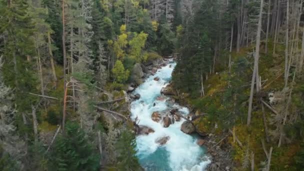 Veduta aerea di un fiume pulito di montagna tempestoso nella foresta autunnale di conifere della riserva caucasica. Concetto di aree di conservazione vista dall'alto . — Video Stock