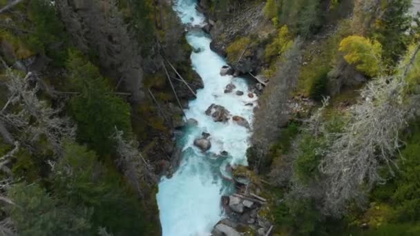 Vista aérea de un río de montaña tormentoso y limpio en el bosque de coníferas de otoño de la reserva caucásica. Concepto de áreas de conservación vista superior . — Vídeos de Stock