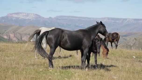 Czarny domowy koń wypasa się na górskiej łące w słoneczny jesienny dzień. Koncepcja hodowli koni — Wideo stockowe