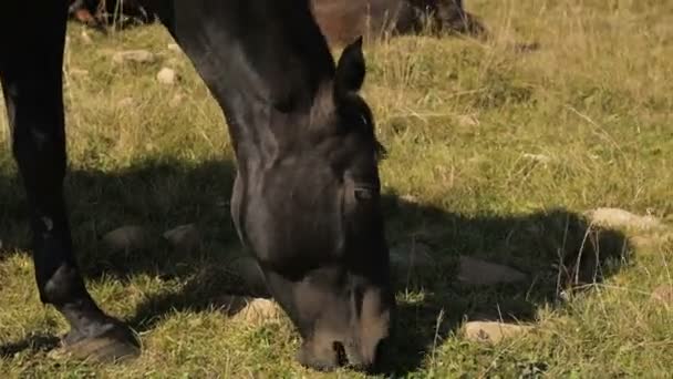 Ένα μαύρο οικιακό άλογο βόσκει σε ένα ορεινό λιβάδι μια ηλιόλουστη φθινοπωρινή μέρα. Έννοια φάρμας αλόγων. Κοντινό πλάνο του αλόγου ρύγχος μαδώντας γρασίδι στο λιβάδι — Αρχείο Βίντεο