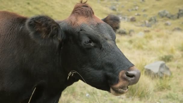 Nahaufnahme des Gesichts einer dunkelbraunen Kuh auf einer Herbstweide in den Bergen. — Stockvideo