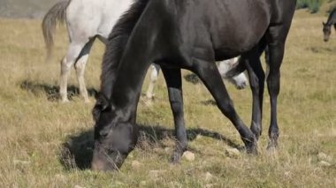 Siyah evcil bir at güneşli bir sonbahar gününde bir dağ çayırında otlar. Çiftlik Biniciliği Konsepti
