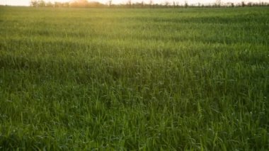 Tarım mahsulleri olan yeşil bir tarlanın günbatımı manzarası. Canlı kamera 4k