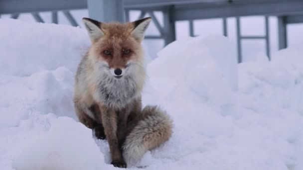 The red fox sits on the snow and licks against the background of metal structures. A large portrait of a Caucasian fox high in the caucasian mountains — Stock Video