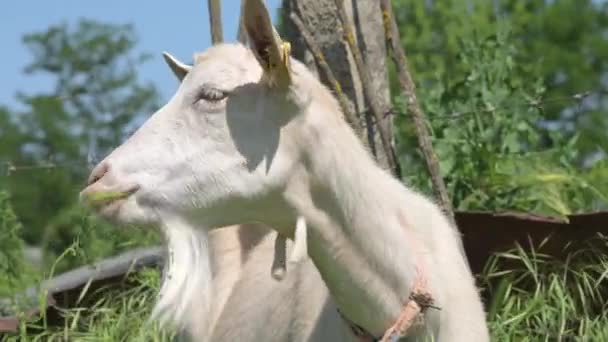 A cabra branca come grama verde e olha para a câmera e mastiga a grama. Perspectiva geral da pecuária — Vídeo de Stock