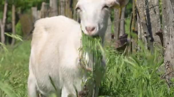 A cabra branca come grama verde e olha para a câmera e mastiga a grama. Perspectiva geral da pecuária — Vídeo de Stock