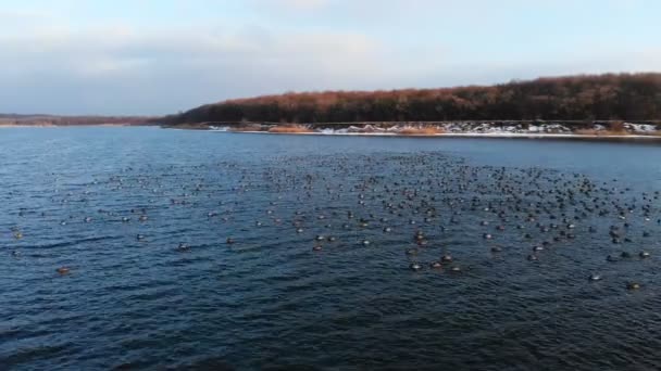 俯瞰一群野鸭在一个大湖中平静地游动的空中景象。活体自由大自然中的野鸭 — 图库视频影像