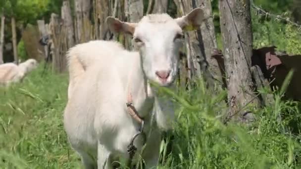 La chèvre blanche mange de l'herbe verte et regarde dans la caméra et mâche l'herbe. Gros plan sur l'élevage