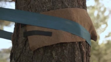 Halat ipi. Genç bir adam denge sağlamak için ağaca ip takıyor. Alanın küçük derinliğine yakın çekim