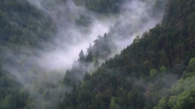 Zaman eğrisi dik dağ yamaçları keskin kayalarla kaplı kozalaklı çam ormanlarıyla kaplıdır. Alçak bulutlar bulutlu havada ağaçlara tutunur ve yağmur yağar..