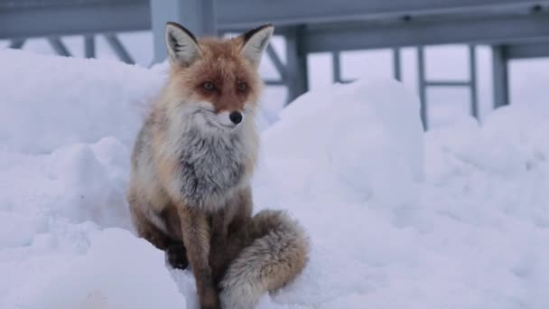 De rode vos zit op de sneeuw en likt tegen de achtergrond van metalen structuren. Een groot portret van een Kaukasische vos hoog in de Kaukasische bergen — Stockvideo